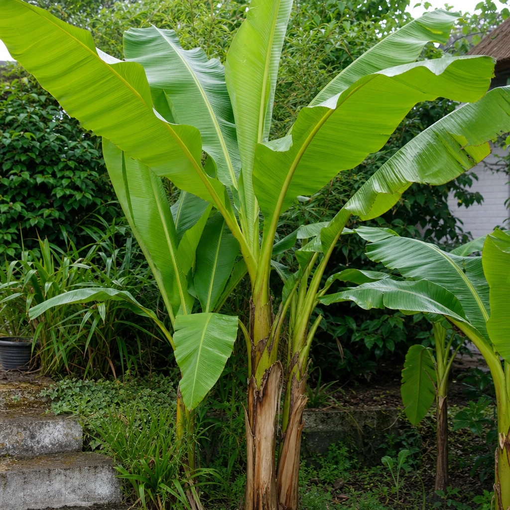 Een volgroeide Musa basjoo als blikvanger in een Nederlandse tuin