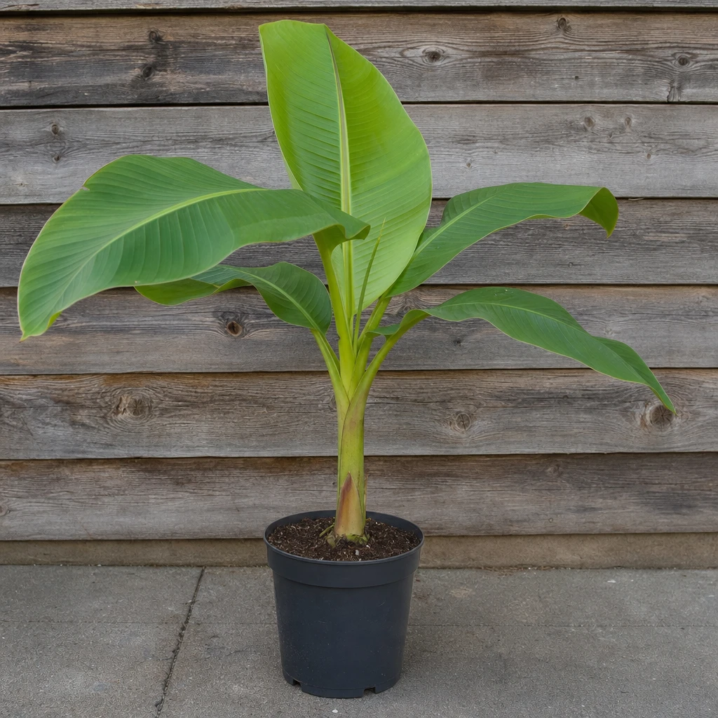 Forse jonge Musa basjoo in 3 liter pot met breed uitlopend blad