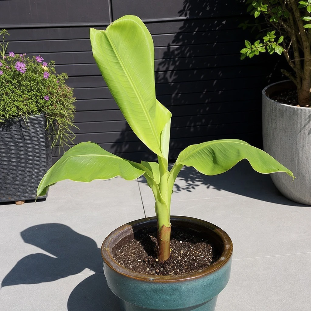 Jonge Musa basjoo plant in pot op een zonnig terras, ingezonden door een beginnende kweker