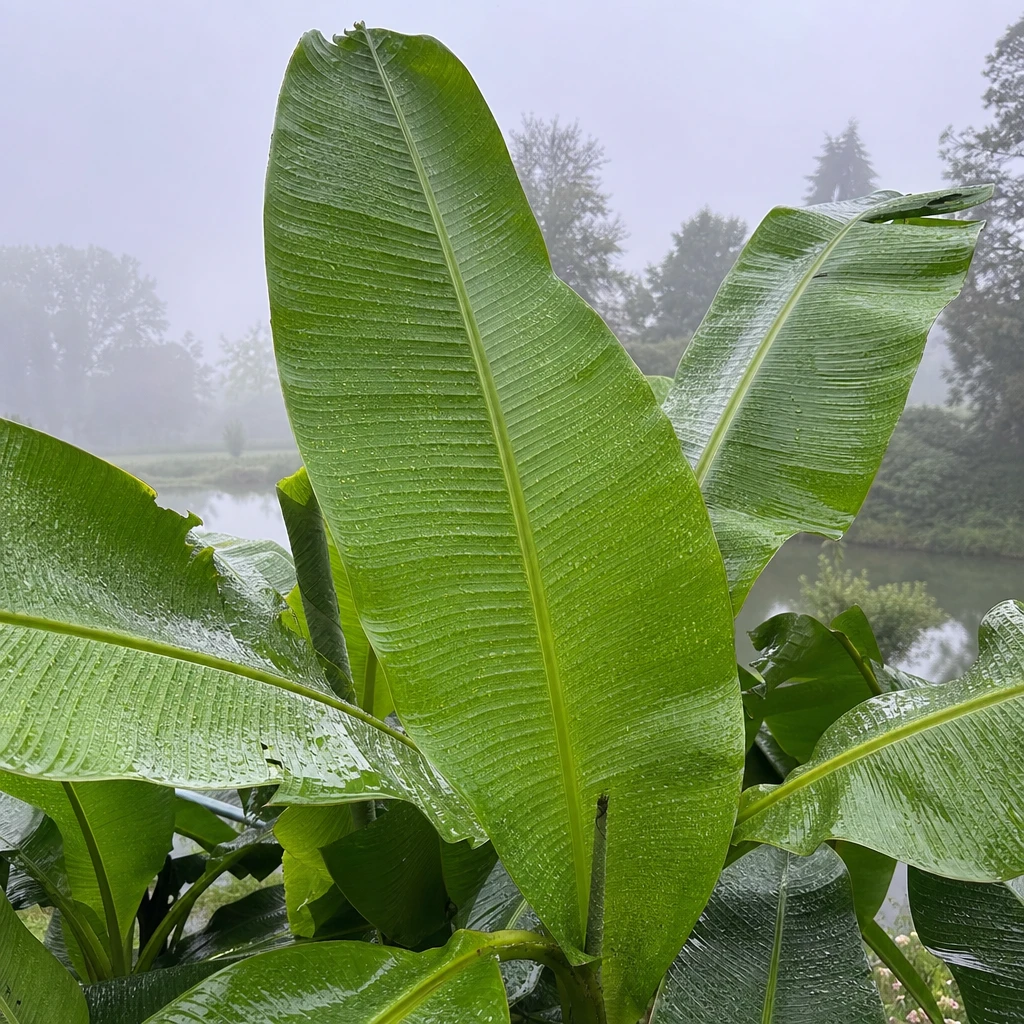 Musa basjoo met grote groene bladeren bedekt met regendruppels op een mistige, grijze dag